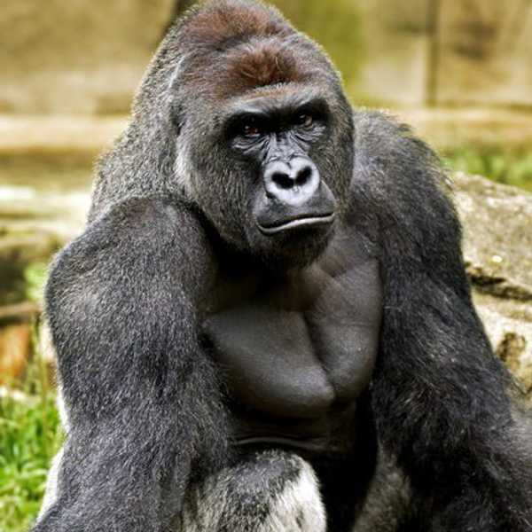 Harambe: The Gorilla That Shook An Entire Nation