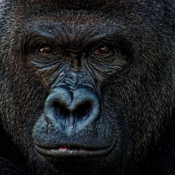 Harambe's Death Is A Blow To My Faith In Humanity