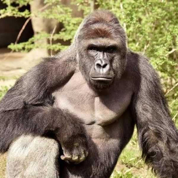 An Unpopular Stance On The Gorilla Killed At The Cincinnati Zoo