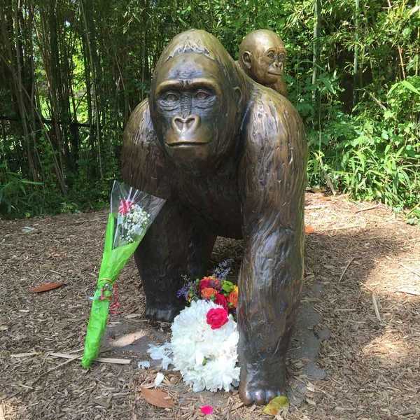 RIP Harambe: My Opinion on the Shooting of 17-Year-Old Gorilla