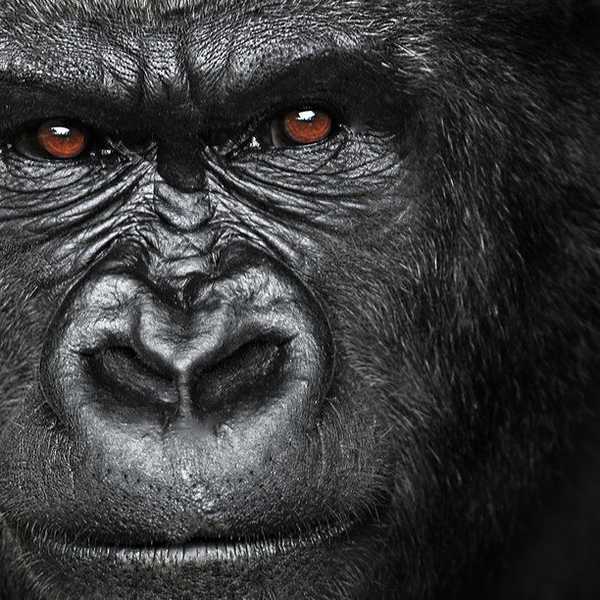 Team Harambe: Boy Vs. Gorilla