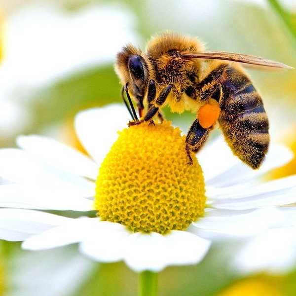 Where Are All The Bees?