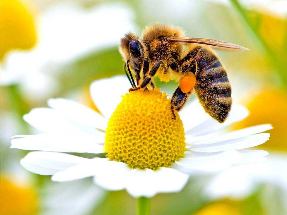 Where Are All The Bees?