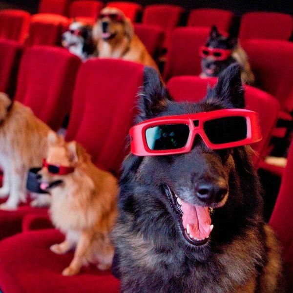 Why the Dog Should Never Ever Die in a Movie. Ever.