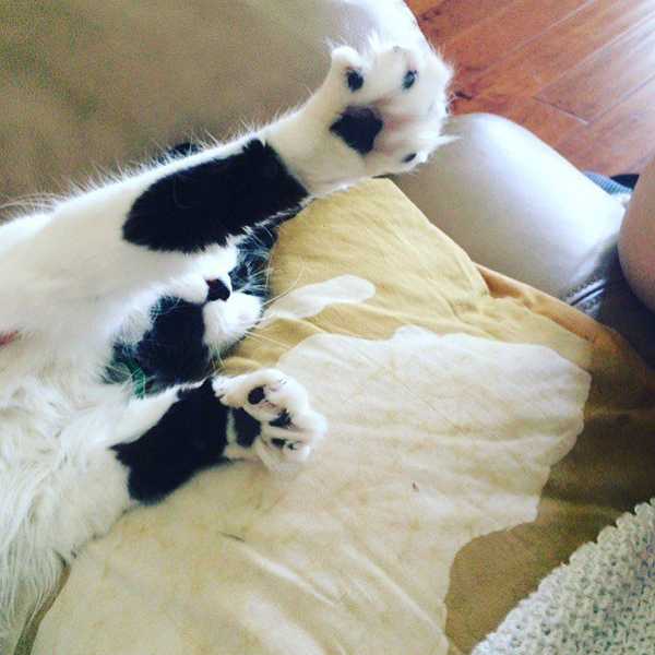 How I Adopted My Best Friend