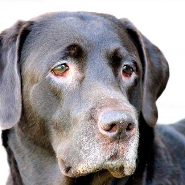 Losing A Childhood Pet As An Adult