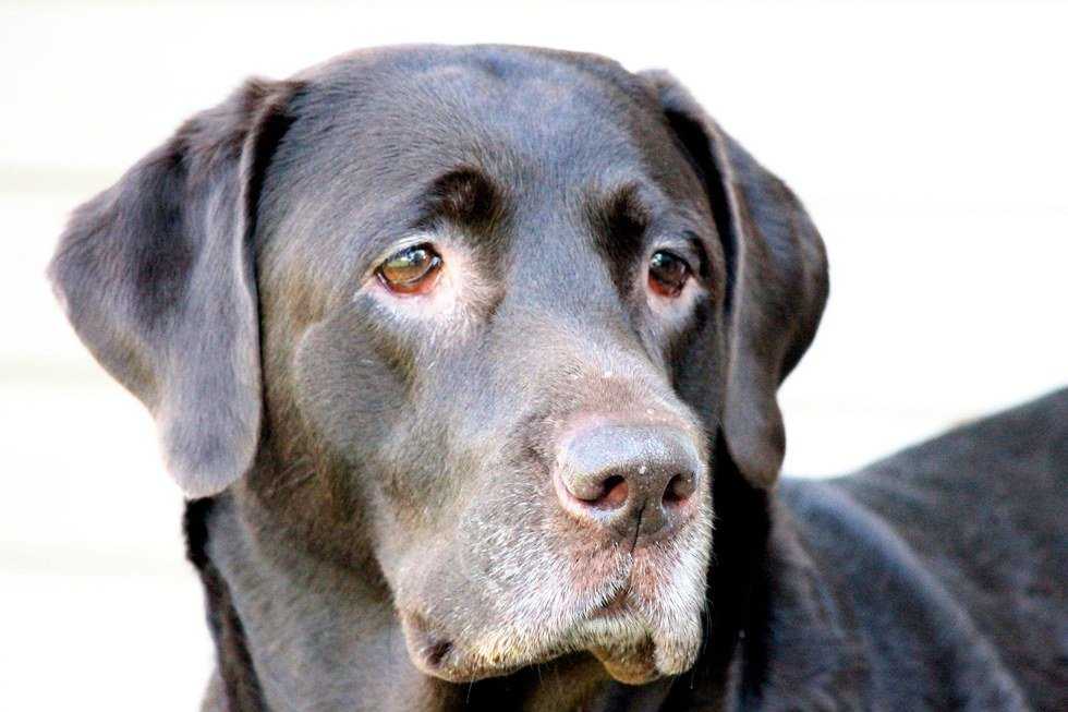 Losing A Childhood Pet As An Adult