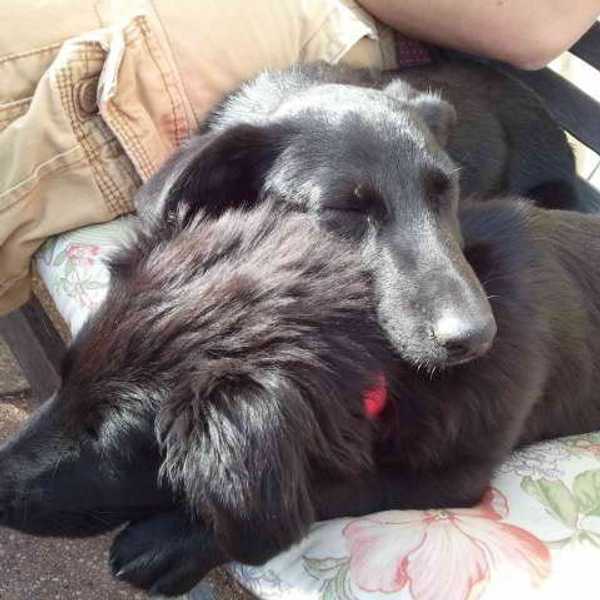 Why We Need Animals In Our Life