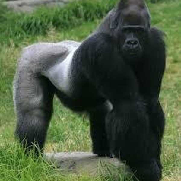 An Opinion On Gorillas And Zoos