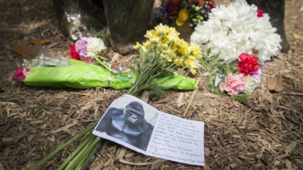 A Word On The Zoo Incident