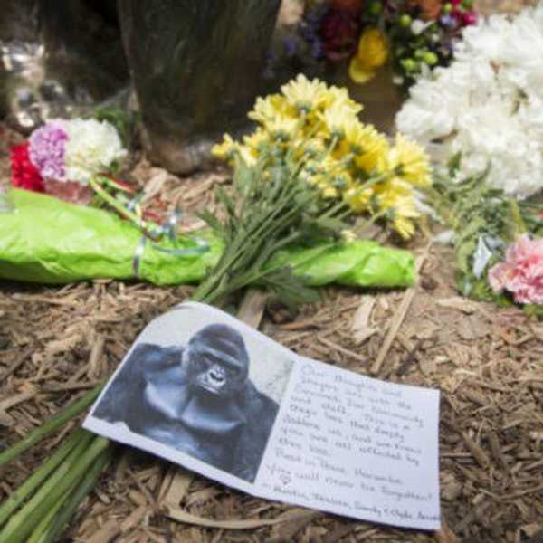 A Word On The Zoo Incident