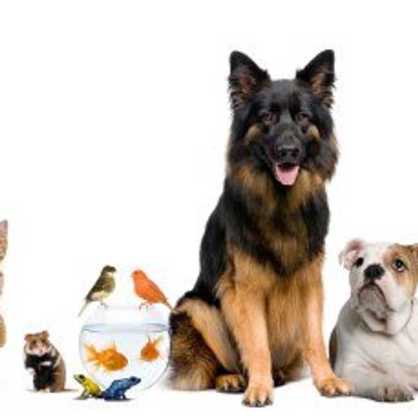 Love Is A Four- Legged Word