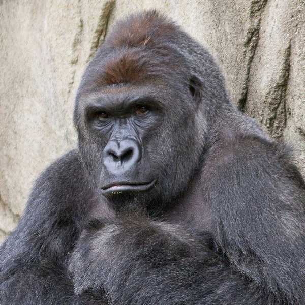 All Things To Be Considered About The Death Of Harambe