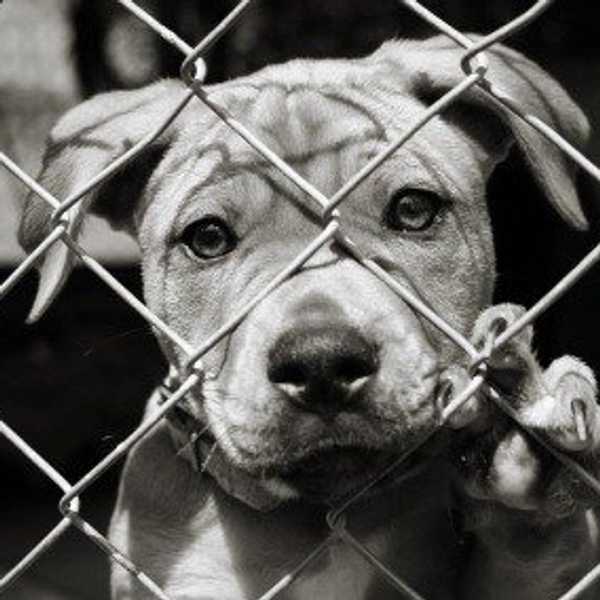5 Reasons Why You Should Adopt And Not Shop