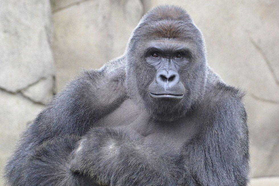 Monkeying Around With Our Priorities