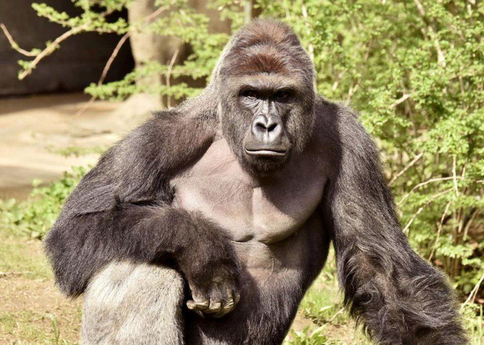 Is "Justice for Harambe" Really Justice?