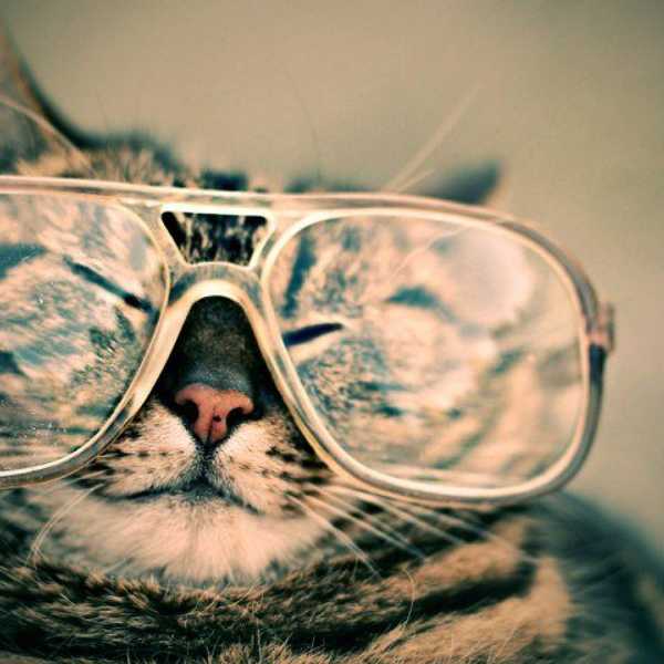 5 Reasons Why Cats Are Assholes