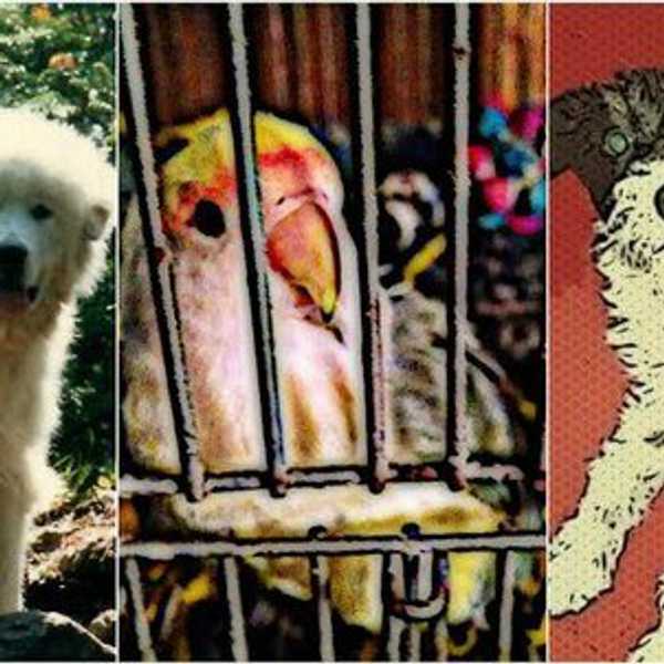 What Happens When This Family Adopts