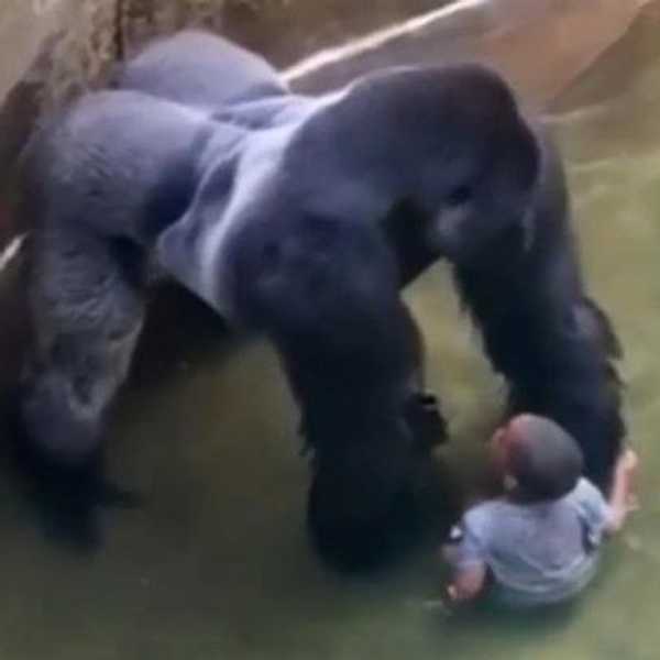 Pointing Fingers: Who to Blame at the Cincinnati Zoo