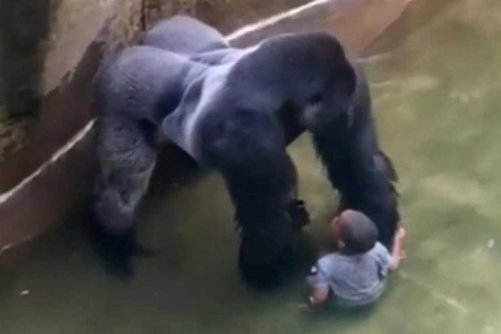 Pointing Fingers: Who to Blame at the Cincinnati Zoo