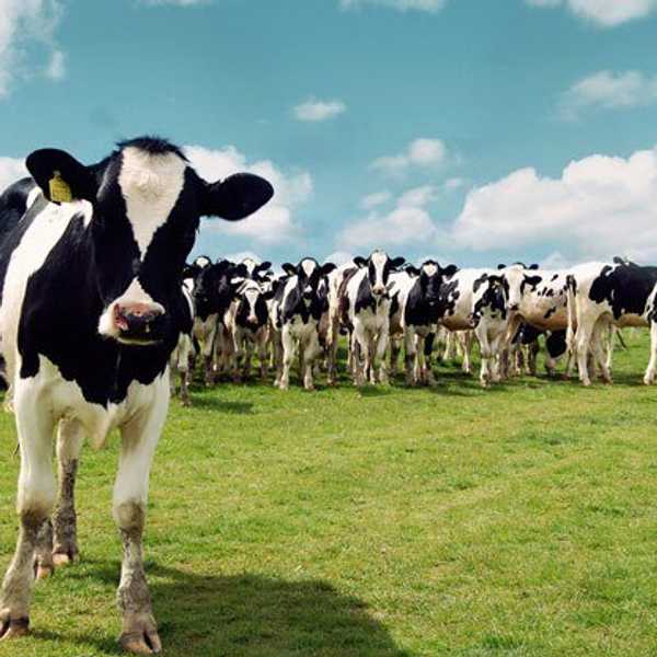 20 Facts About Dairy Farms