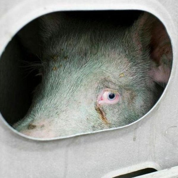 If You're Not Vegan, You Don't Get To Talk About Animal Rights