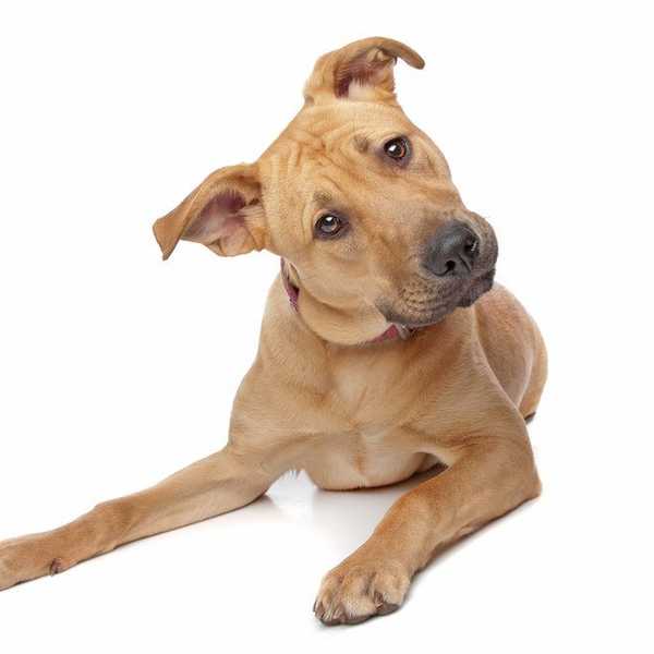 Not Money Hungry: Veterinary Medicine Is A Passion