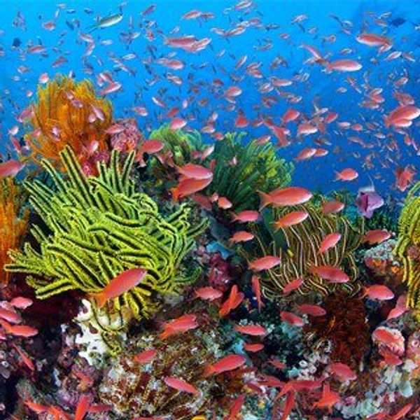 The Decline Of The Great Barrier Reef