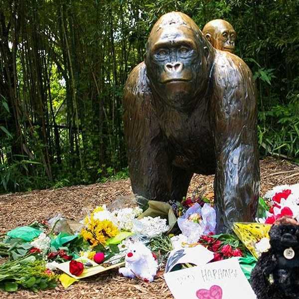 News Of Harambe