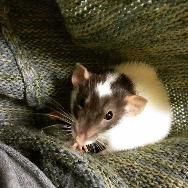 Life With A Rat