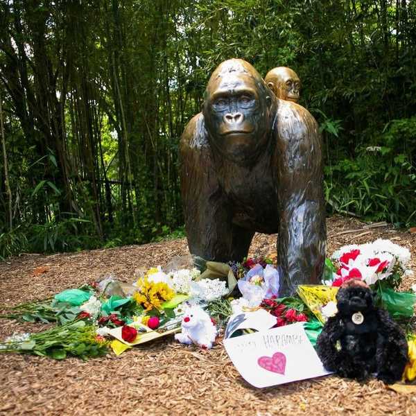 To The Parents Of The Boy Who Fell Into The Gorilla Enclosure