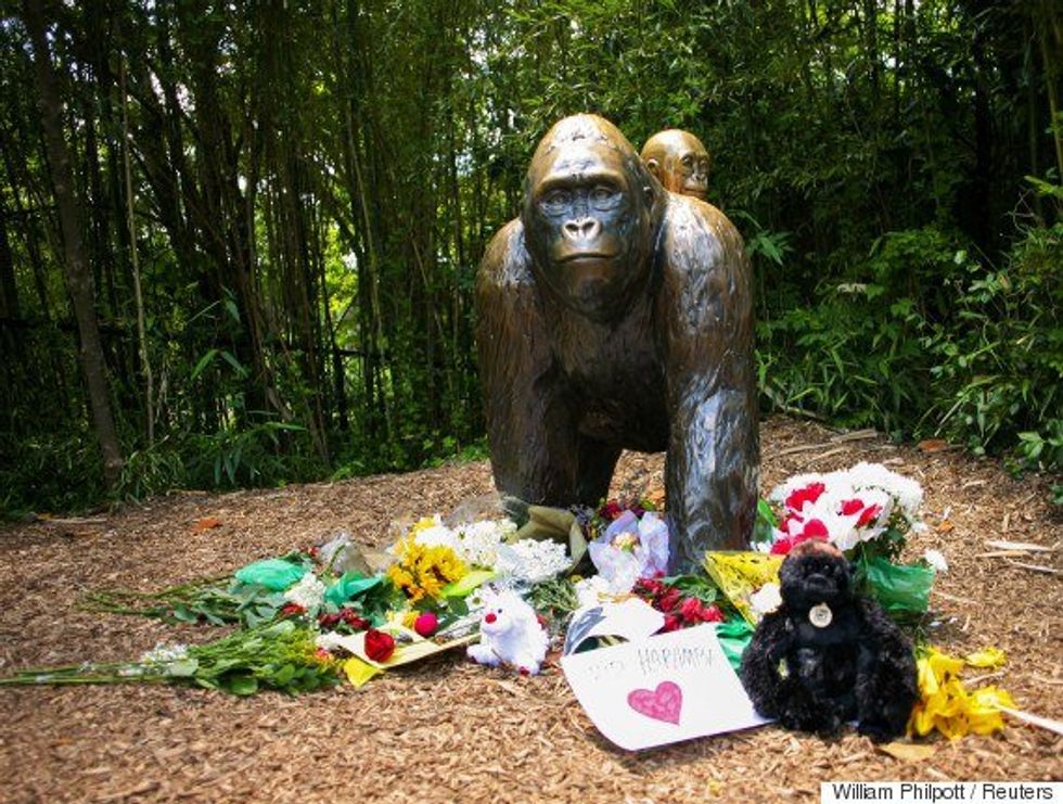 Harambe The Gorilla: The Neglect To Uphold The Sanctity Of Human Life