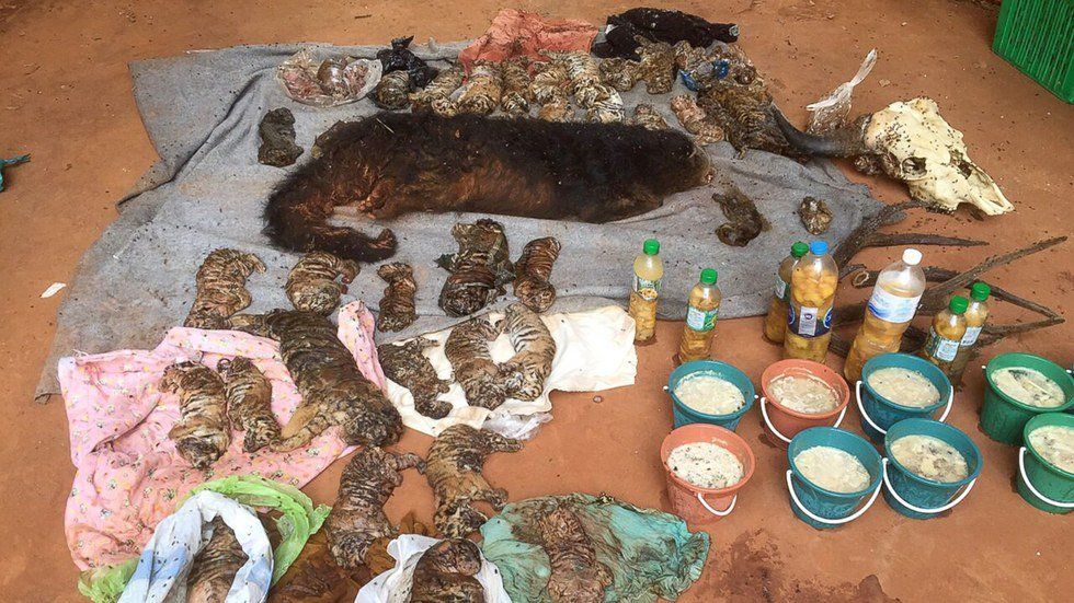 They Found What in a Buddhist Temple?!