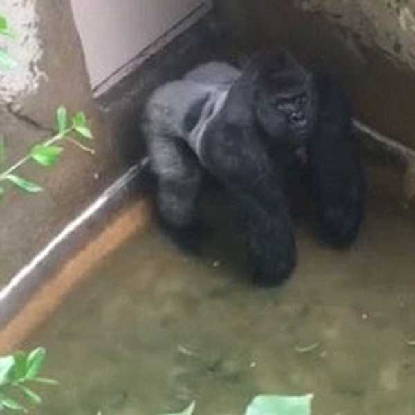 Rest In Peace, Harambe