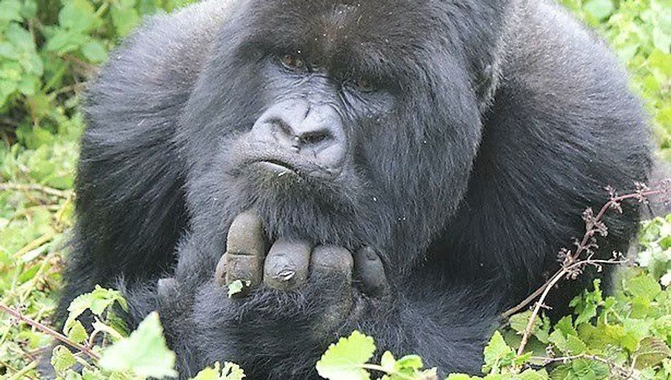 The Untold Story Of Harambe