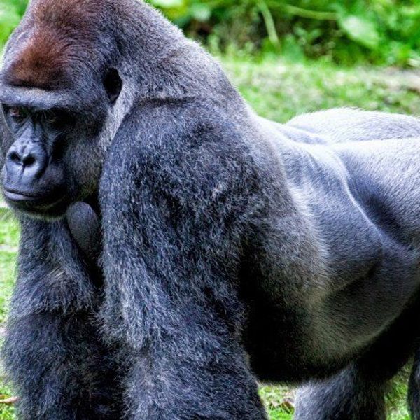 Harambe's Death Makes Me Wonder If Zoos Are Really Worth It