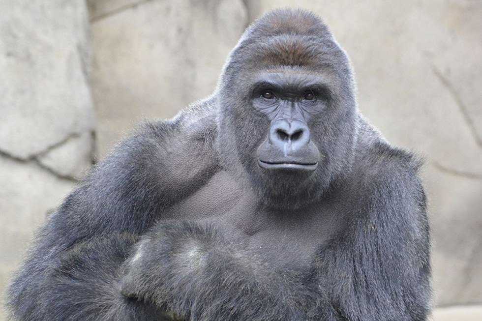 The Gorilla In The Room: An Analysis Of What Happened At The Cincinnati Zoo
