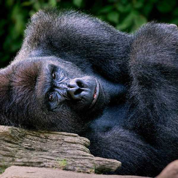 Turning A Gorilla's Tragedy Into Change