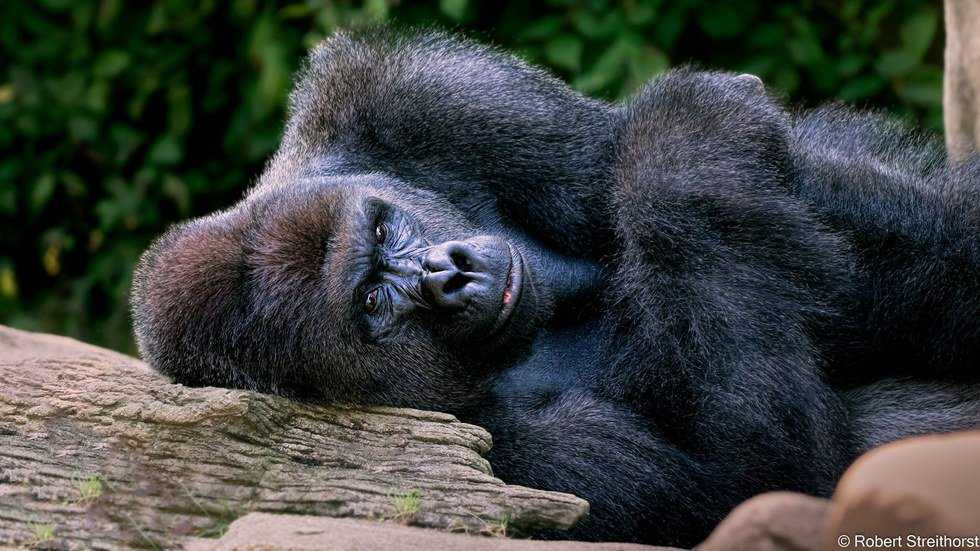 Turning A Gorilla's Tragedy Into Change