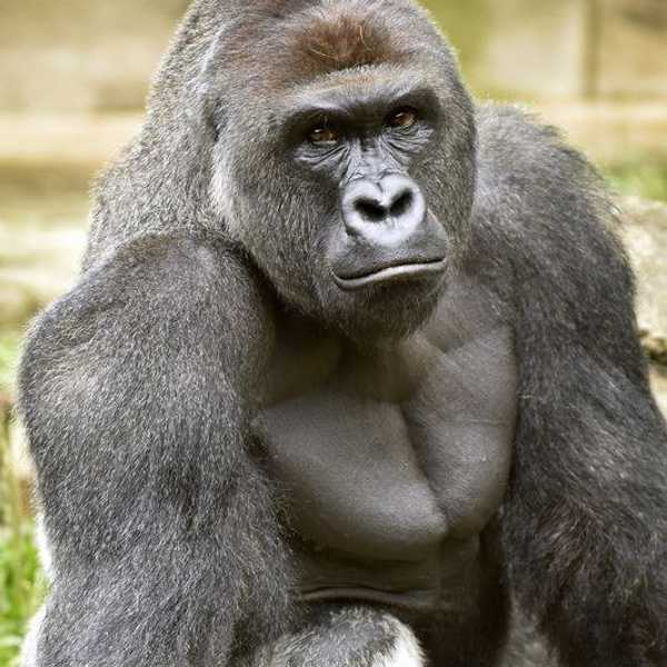 One Gorilla