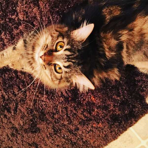 Cats Are Better Than Dogs and Here’s Why