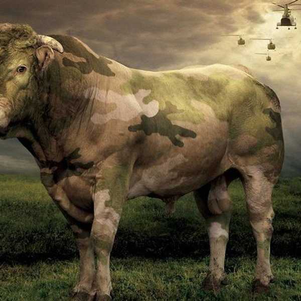 Now Trending: Vegan Evangelism