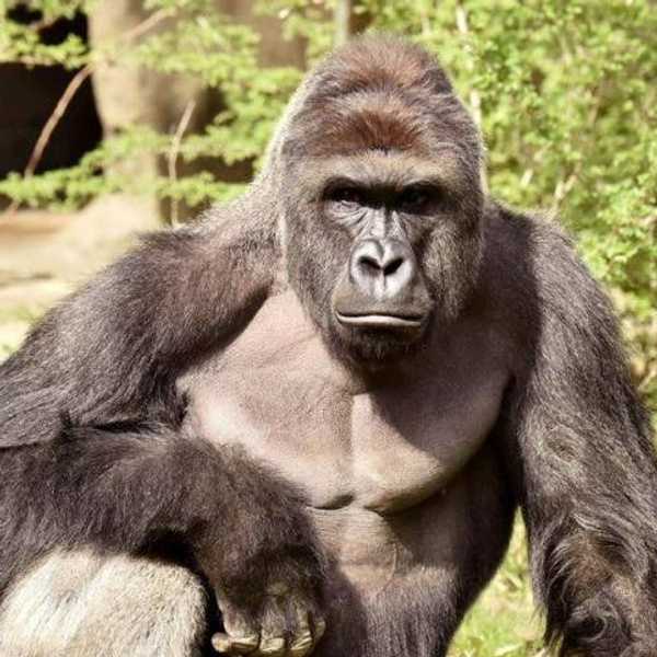 Why People’s Reaction To Harambe The Gorilla’s Death Bothers Me