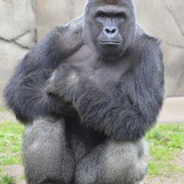 The Truth About Harambe
