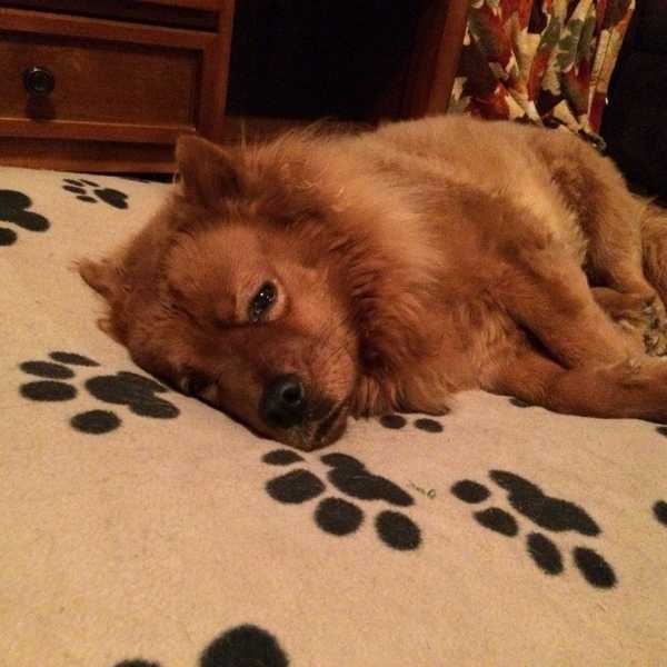 8 Ways to Keep Your Dogs Safe in the Summer