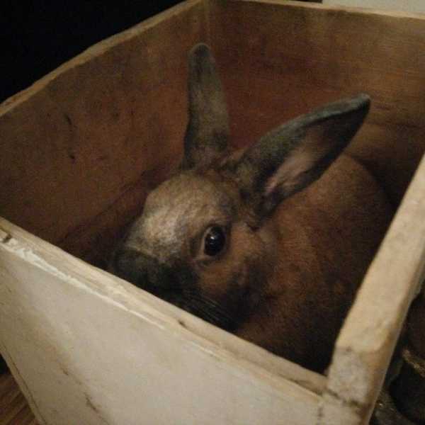 Rabbits Are The Best