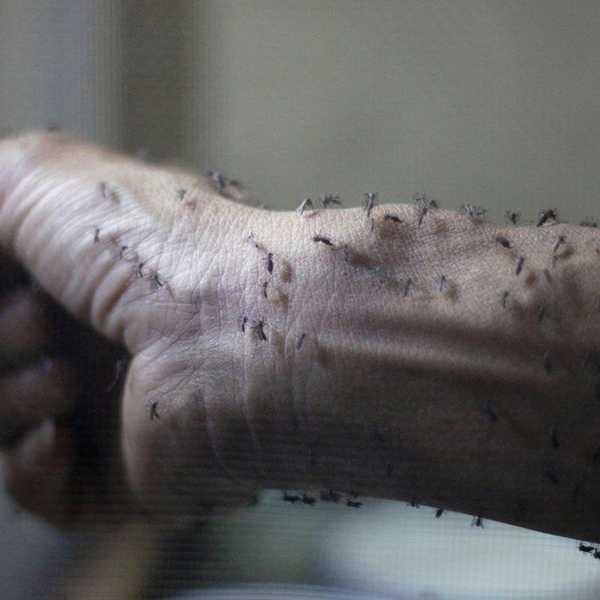 Why You Should Be Concerned About Zika