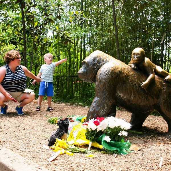 How Social Media Has Changed The Cincinnati Zoo Incident