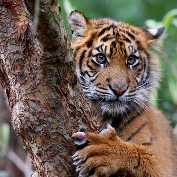 Are Zoos Inhumane?