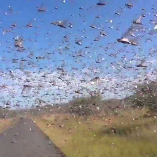 Cicada Swarm Due Soon
